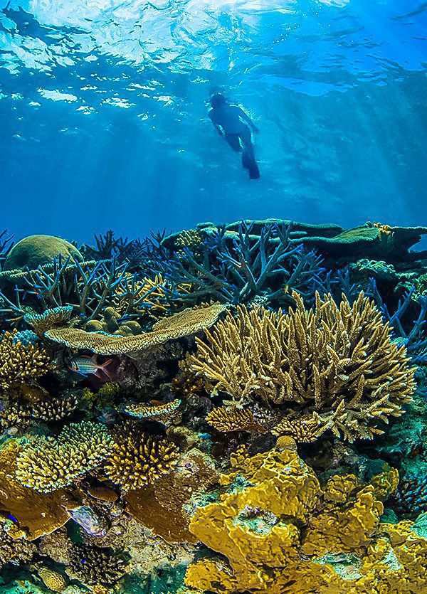 Coral garden - © Serenity