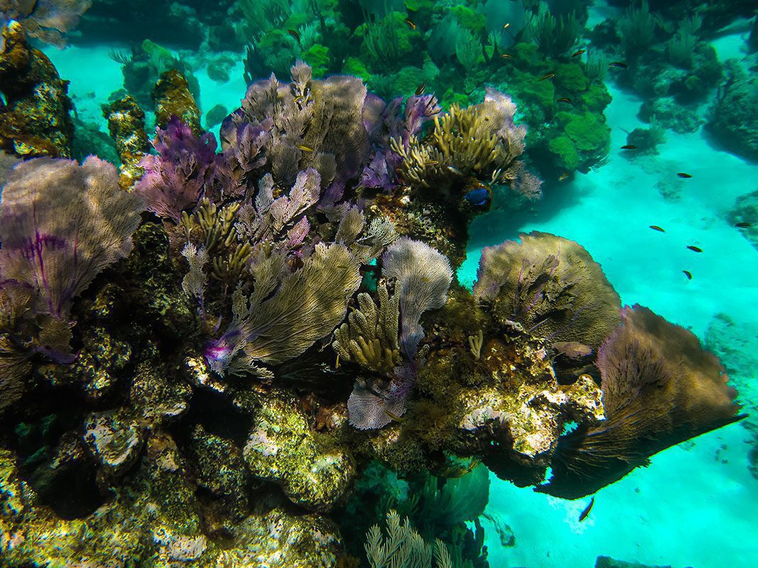 Coral and gorgons - © Serenity