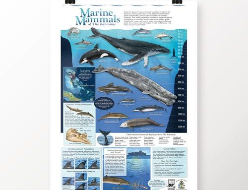 Bahamas Marine Mammals Research Organisation (BMMRO) news